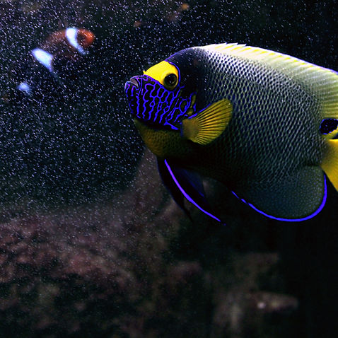 Blue and yellow.jpg