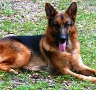 vom hundhaus german shepherds
