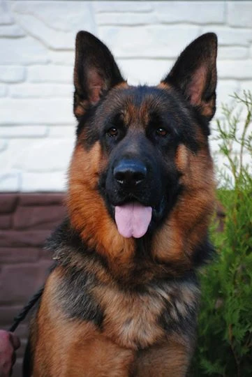 german shepherd puppies tampa bay area