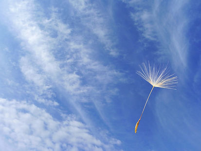 タンポポと青空