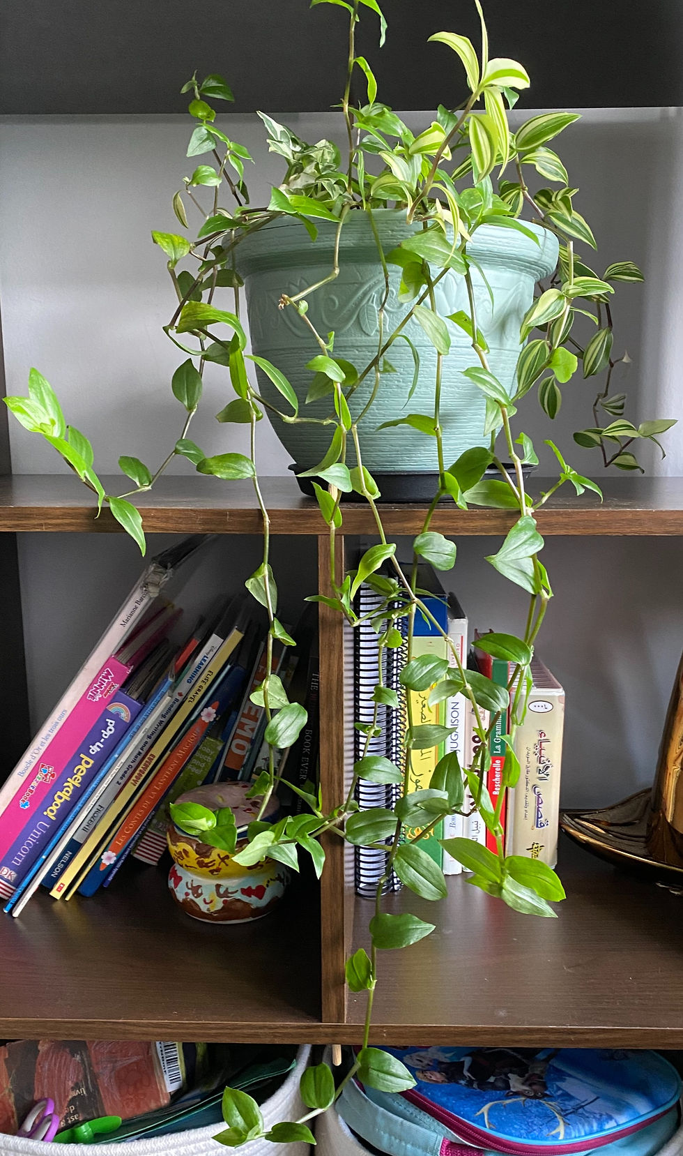 gardening houseplants wandering jew