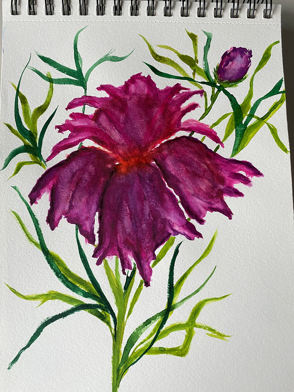 Purple Bearded Iris flower watercolor