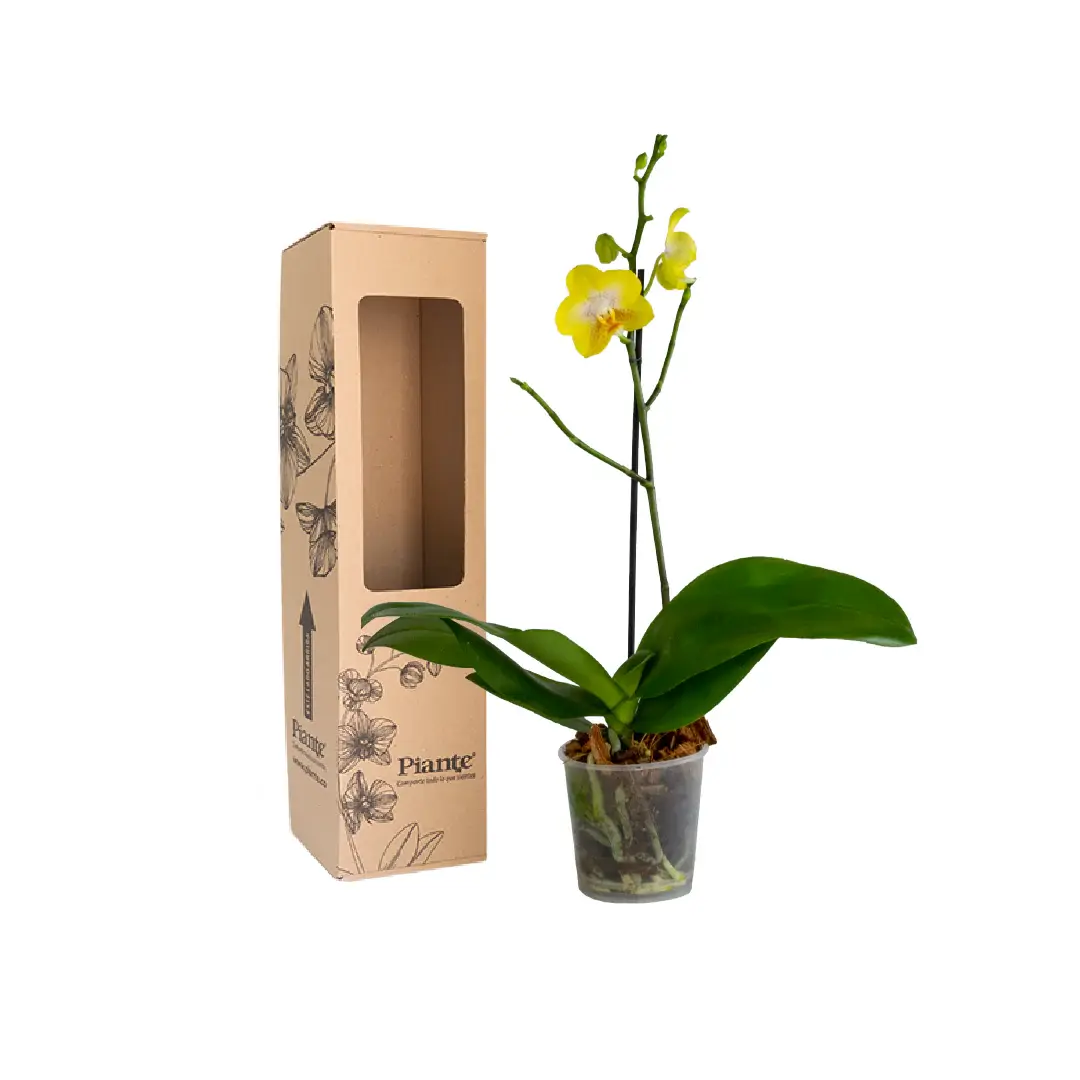 Orquídea Midi Premium Amarillo Arezzo (Solo Bogotá)