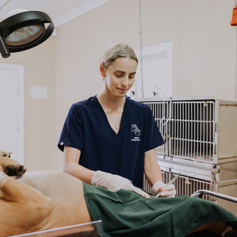 Gunnedah-Veterinary-Hospital--Wander-+-Collect-31.jpg
