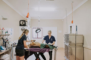 Gunnedah-Veterinary-Hospital--Wander-+-Collect-29.jpg