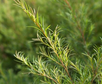 tea tree.jpg