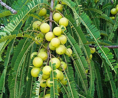 amla.jpg
