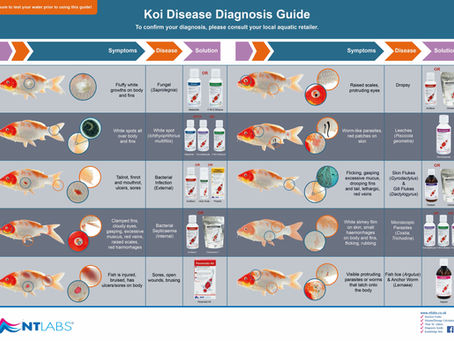 The Ultimate Guide to Koi Diseases: Symptoms, Causes, and Treatments
