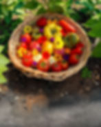 Tomatoes_2.jpg