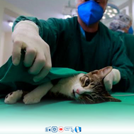 Sertânia terá mutirão de castração de animais nesse final de semana