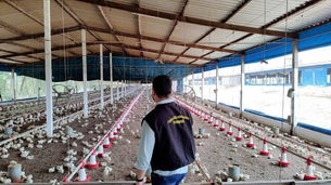 Adagro prorroga prazo e reforça obrigatoriedade da GTA eletrônica para transporte de aves