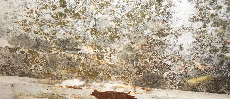 close up of mold black mold (2).jpg