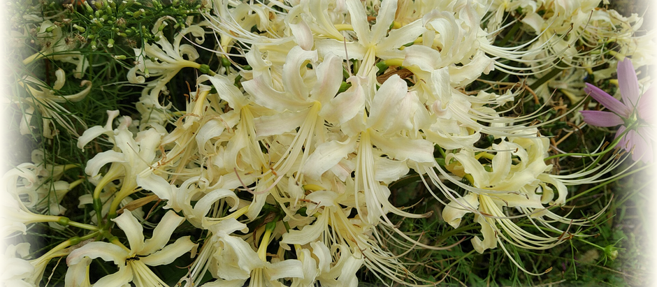 白い彼岸花みぃつけた~