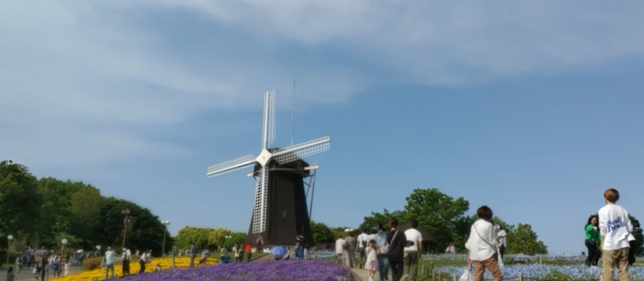 ネモフィラとパンジー