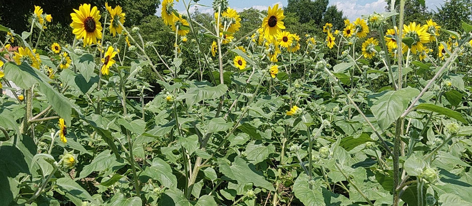 ヒマワリ🌻咲いてます