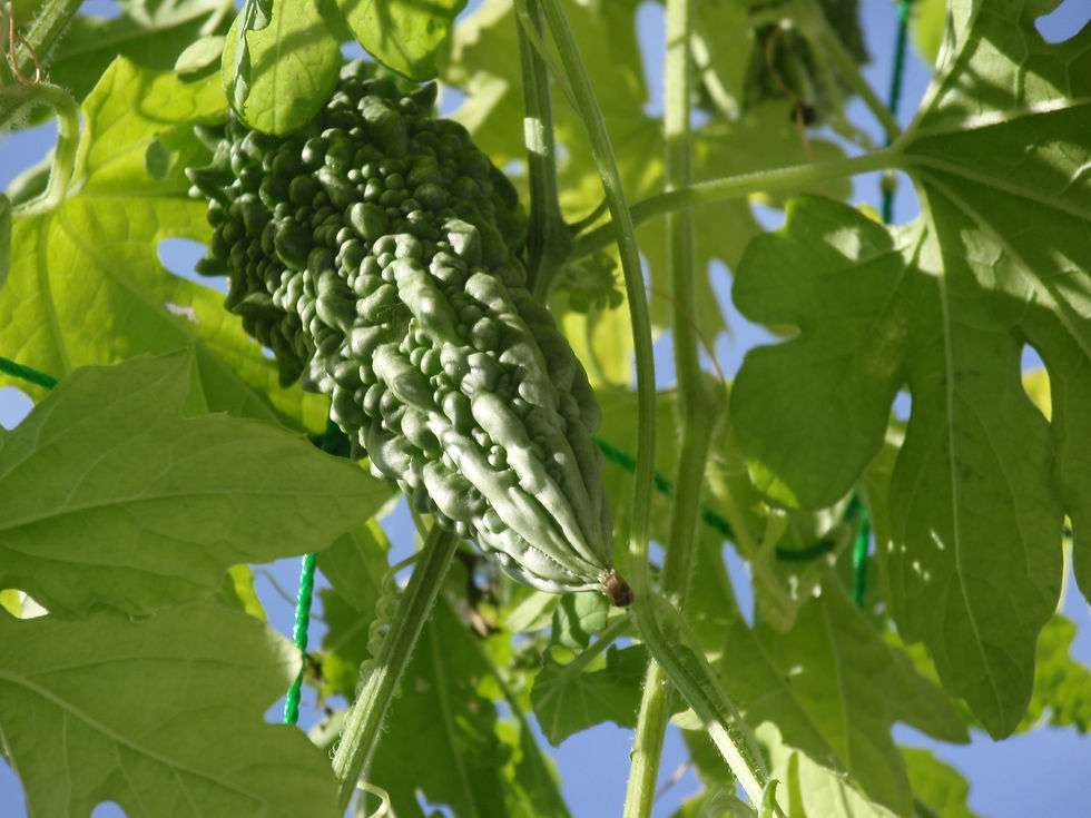 2017年夏　ゴーヤと葉の向こうの青空
