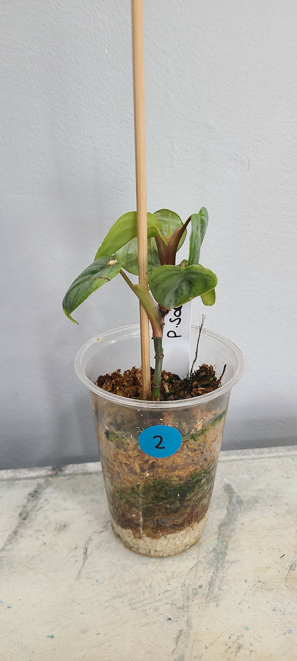 Thumbnail: Philodendron Sodiroi