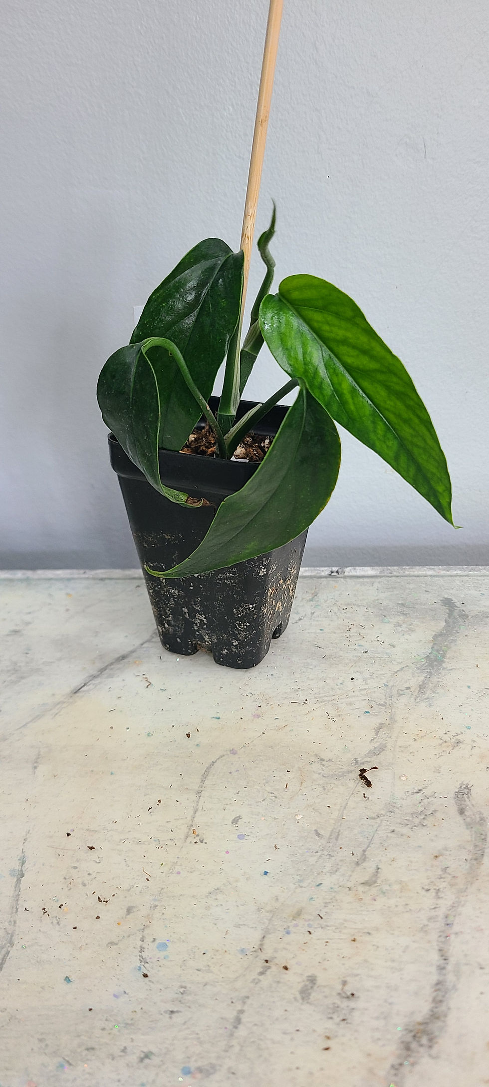 Thumbnail: Pothos Baltic Blue