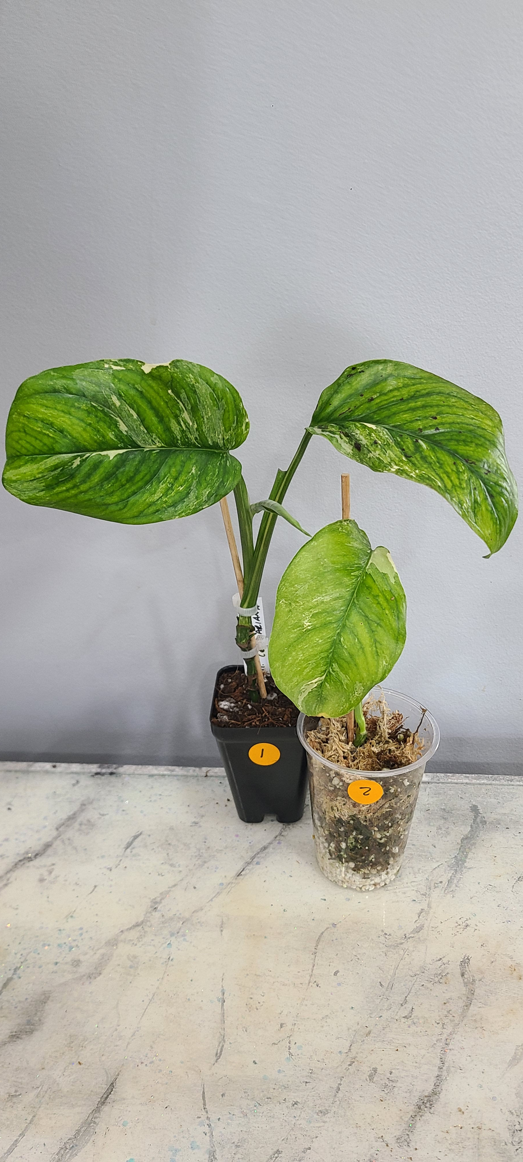 Variegated Monstera Lechlariana 