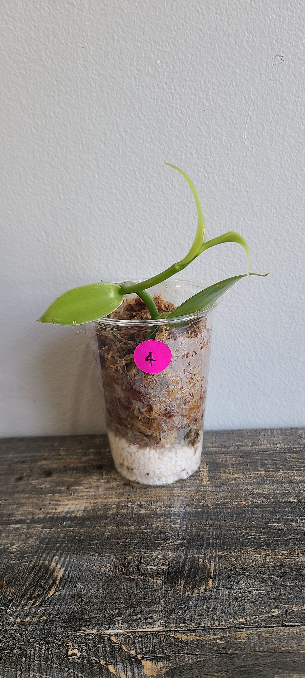 Thumbnail: Vanilla Orchid 