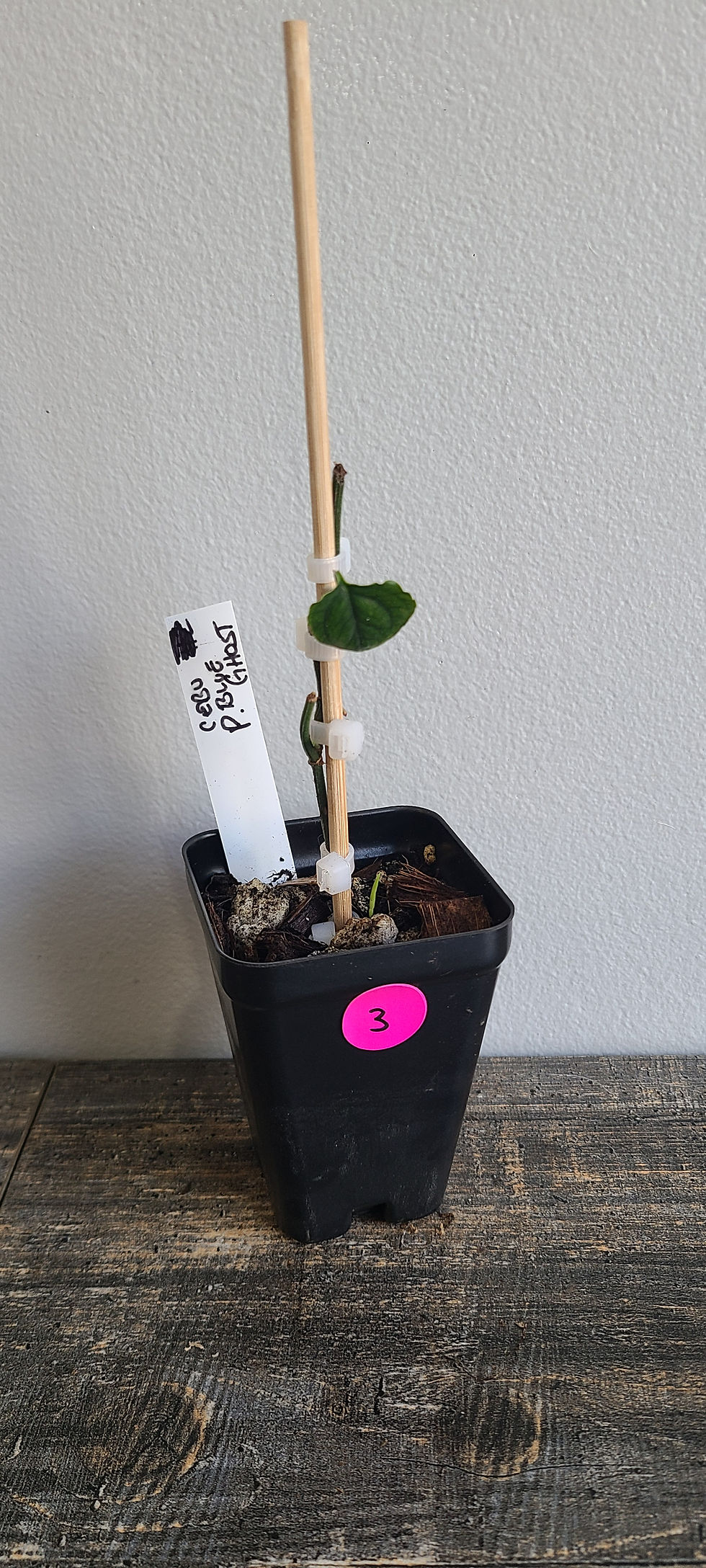 Thumbnail: Pothos Cebu Blue Ghost