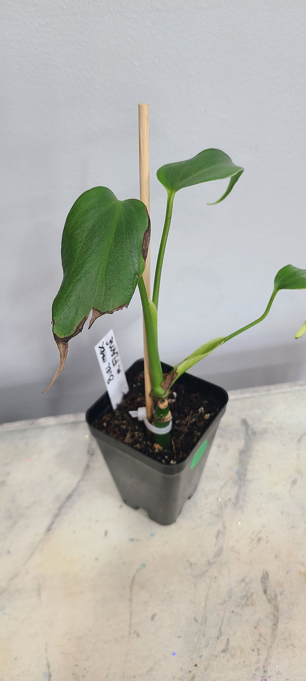 Thumbnail: Monstera Burle Marx Flame 