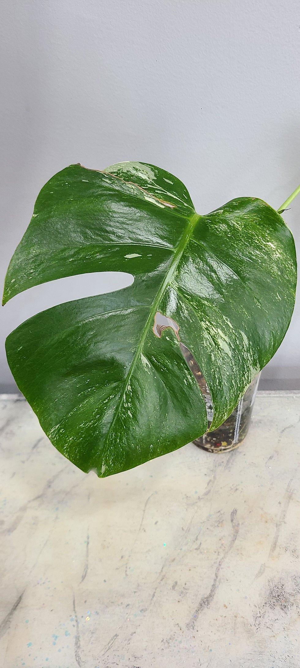Thumbnail: Monstera Deliciosa Albo - Rooted Top Cutting