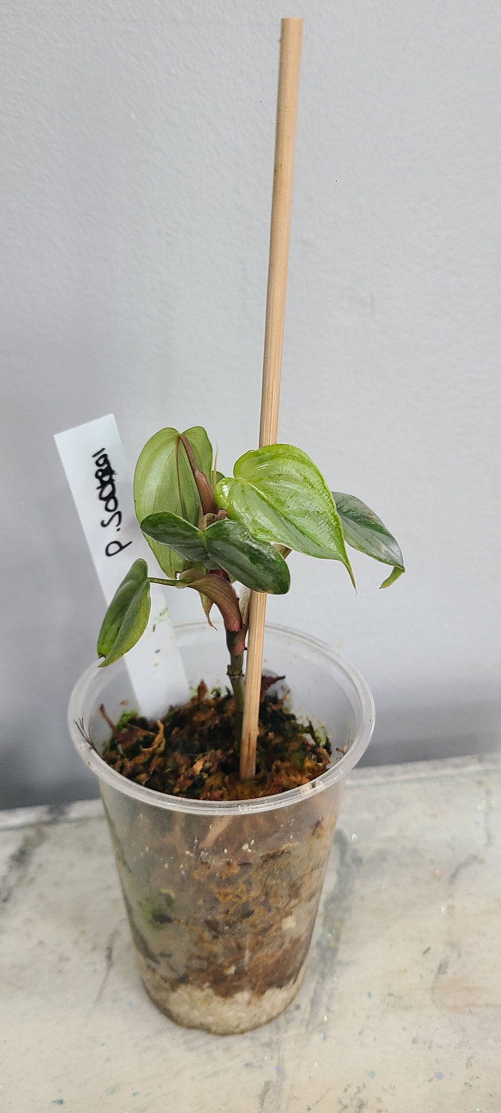 Thumbnail: Philodendron Sodiroi
