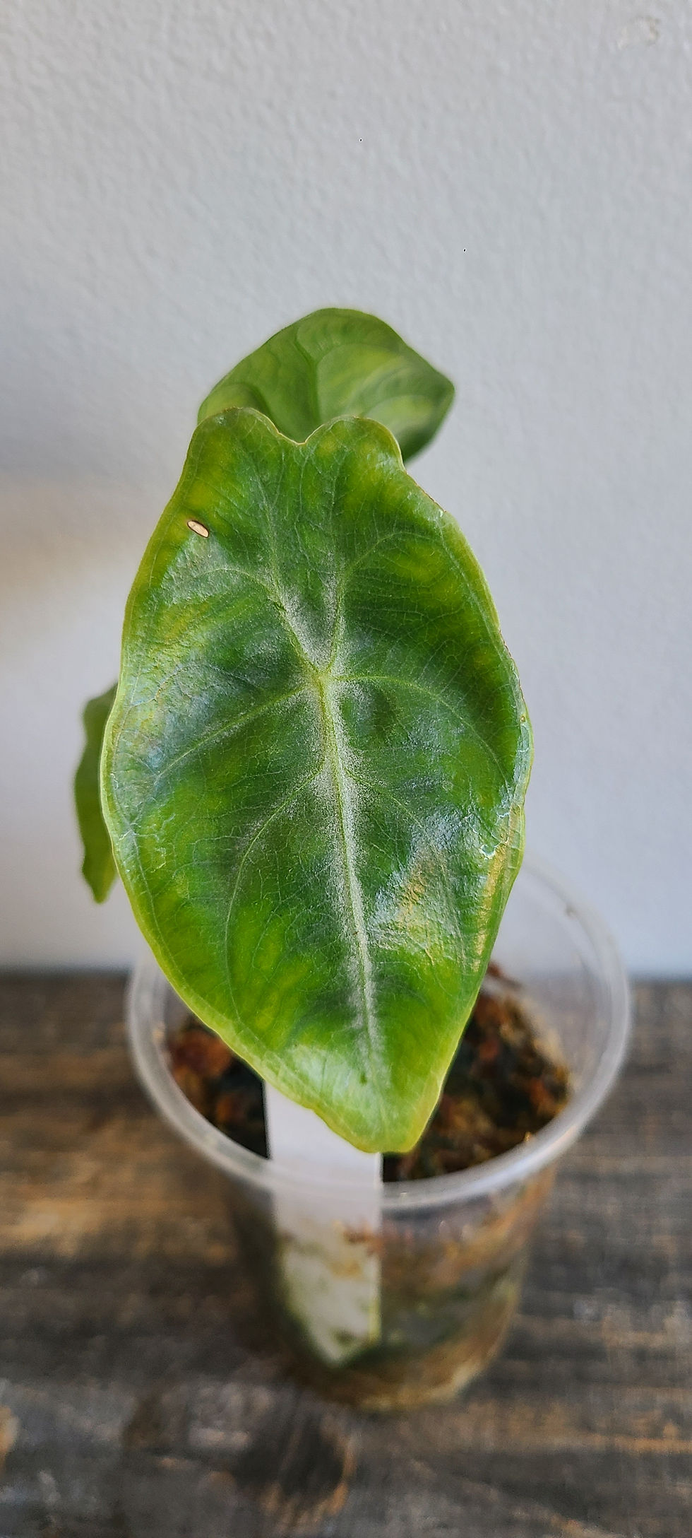 Thumbnail: Alocasia Longiloba Silver