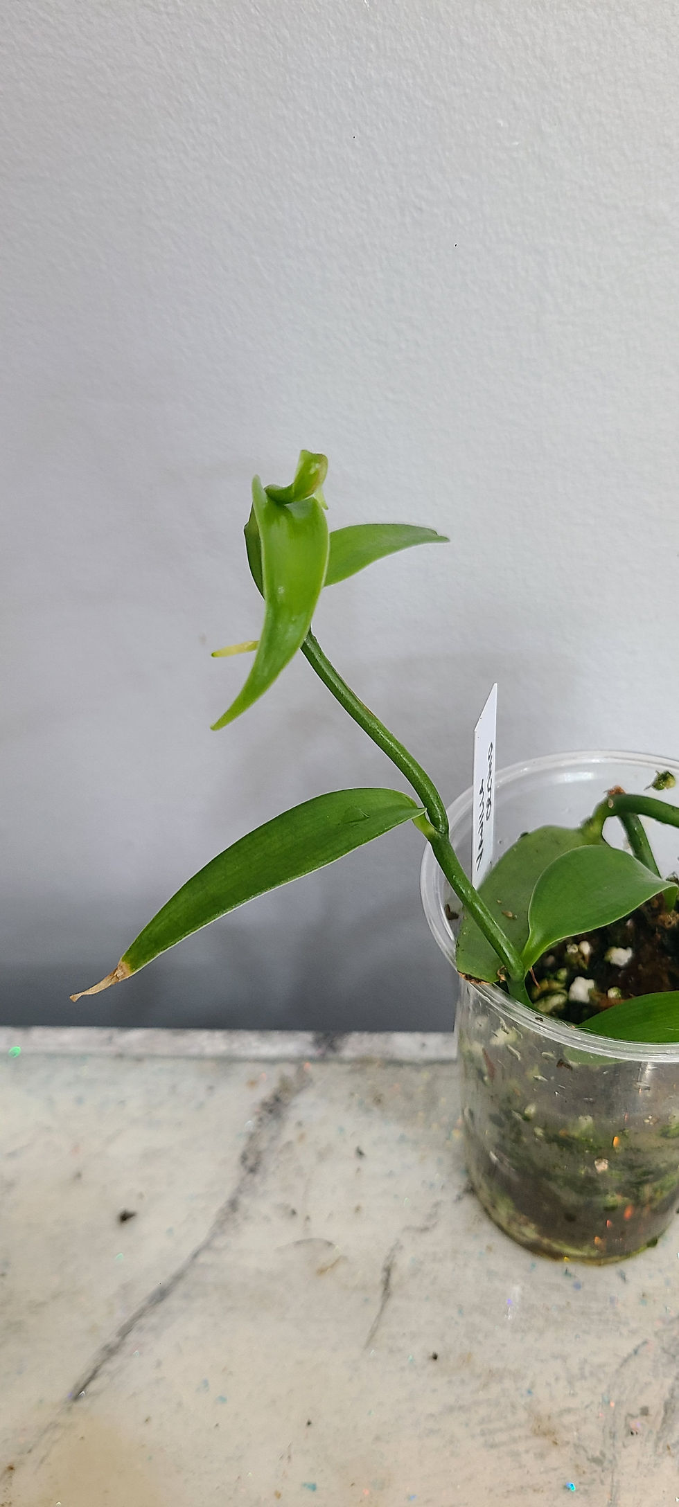 Thumbnail: Vanilla Orchid 