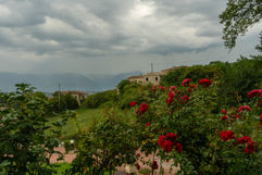 Storm Roses Italy