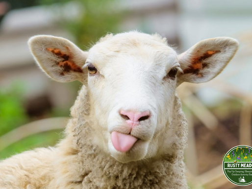 The Meadow Rests (Well Sort Of!)