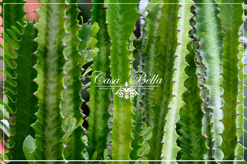 Casa Bella Hotel Boutique