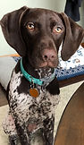 Millie.jpg