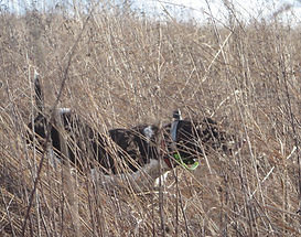 German Shorthair Pointer