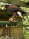 hawk.jpg