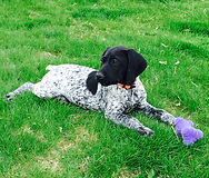 German Shorthair Puppy