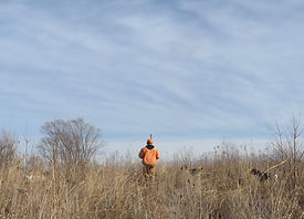 German Shorthair Training