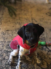 zoey 2.jpg