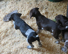German Shorthair Pointer Puppies