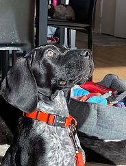 auggie 4.jpg