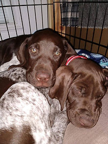 Toby and Shadow 6.jpg