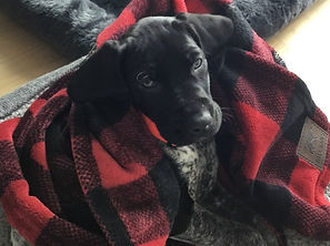 auggie 1.jpg