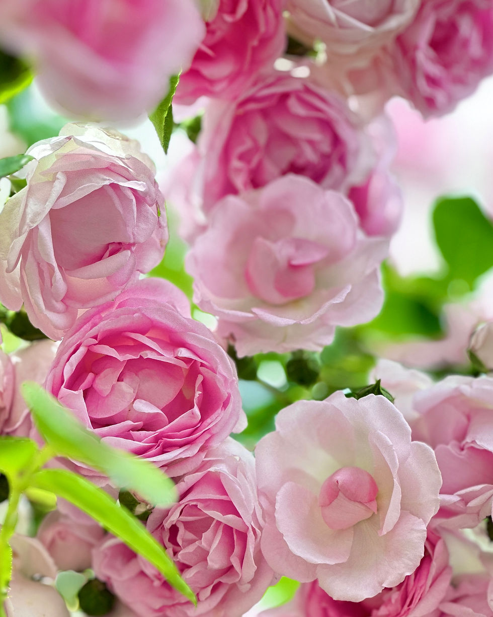 Roses,roses,roses!!