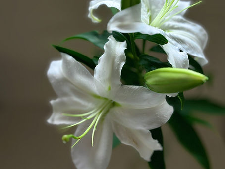 秋の朝に咲く大輪のカサブランカ