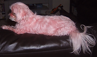 mobile groomer lithia, valrico, brandon & riverview