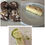 Thumbnail: Tropical Chocolates Box