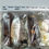 Thumbnail: Fudge Sampler Box