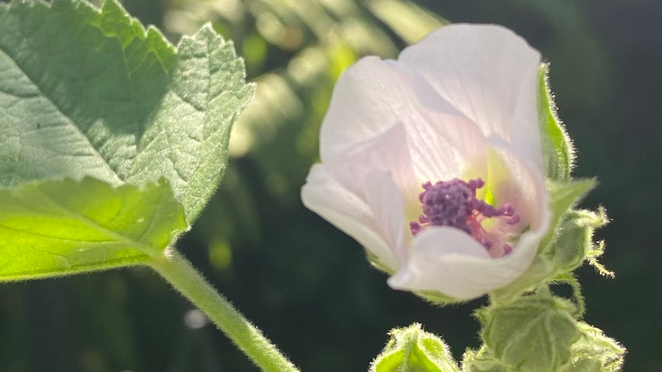 Marshmallow plant used in skincare as the root helps with inflammation and soothing properties.