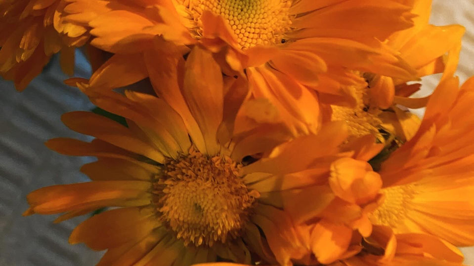 Herbal garden flower. Calendula
